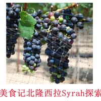 美食记葡萄品种探索（六十二）法国北隆（Northern Rhone Valley）西拉（Syrah）