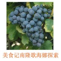 美食记葡萄品种探索（六十三）法国南隆（Southern Rhone Valley）歌海娜（Grenache）