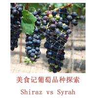 美食记葡萄品种探索（六十七）法国Syrah vs 澳洲Shiraz（活动延期）