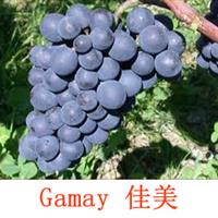 美食记葡萄品种探索(106） ---- Gamay佳美（于连小局)