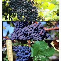 美食记产区和品种探索（182）---- 赤霞珠Cabernet Sauvignon及其混酿在各个产区的表现