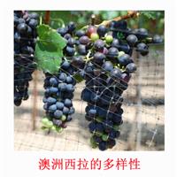 美食记产区和葡萄品种探索（181）澳大利亚西拉(Shiraz)的多样性