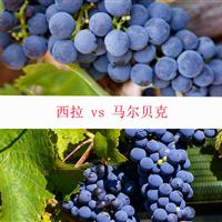 美食记产区和葡萄品种探索（185）-- 西拉Shiraz/Syrah 和 马尔贝克Malbec的比较