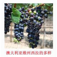 美食记产区和品种探索（198）澳大利亚维州的Shiraz (西拉或设拉子)